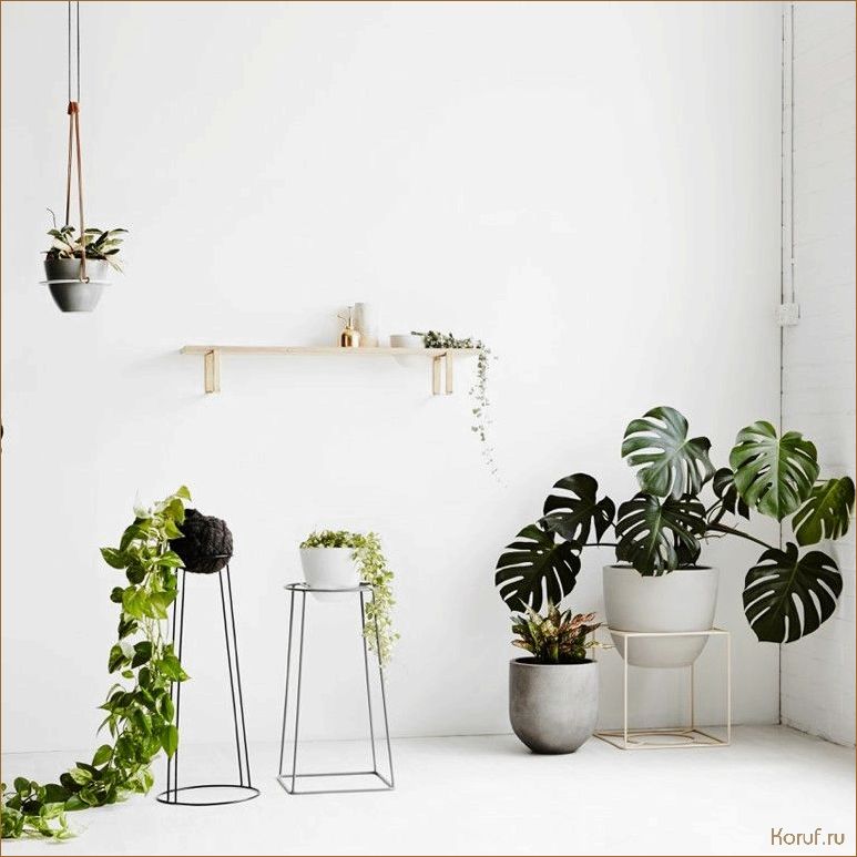 Освежите свой интерьер: как использовать растения в дизайне помещений.