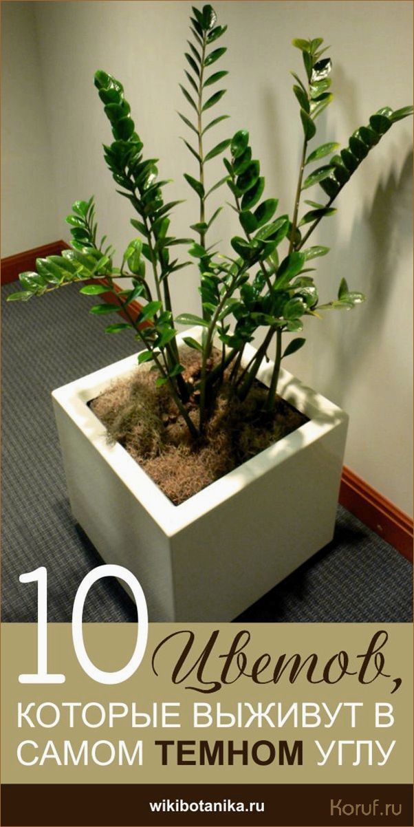 Освежите свой интерьер: как использовать растения в дизайне помещений.